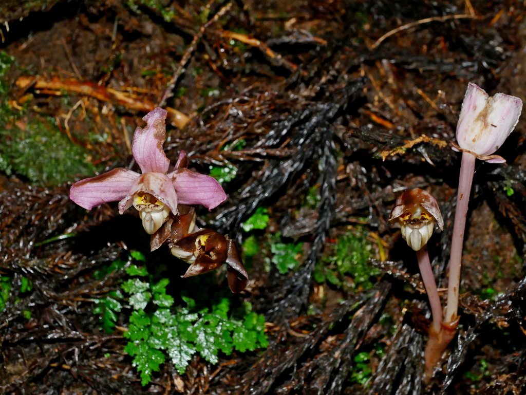 Yoania japonica