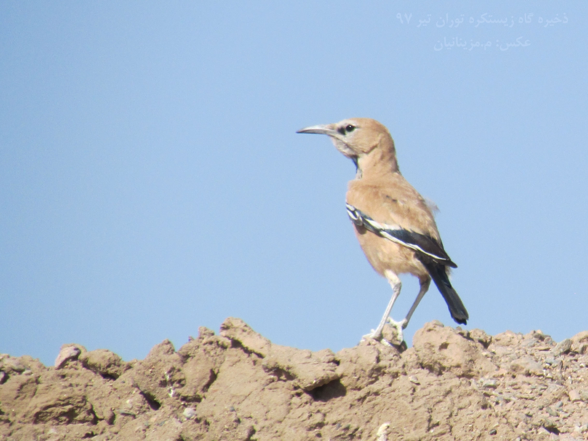 Iranian Ground Jay (Podoces pleskei), photo 8