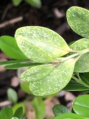 Eurytetranychus buxi