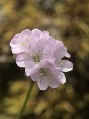 Armeria girardii