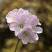 Armeria girardii - Photo (c) Heikel B., some rights reserved (CC BY-NC), uploaded by Heikel B.