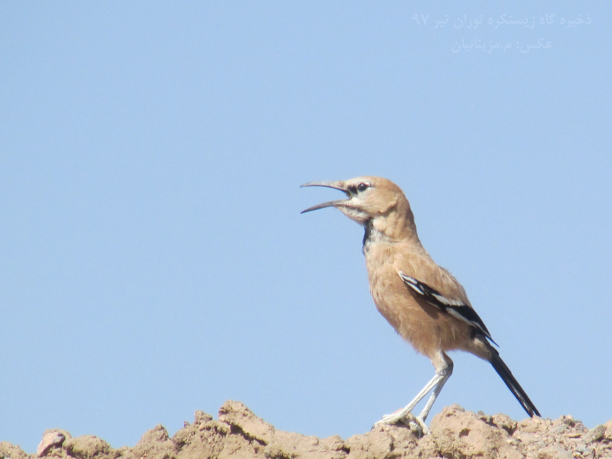 Iranian Ground Jay (Podoces pleskei), photo 9