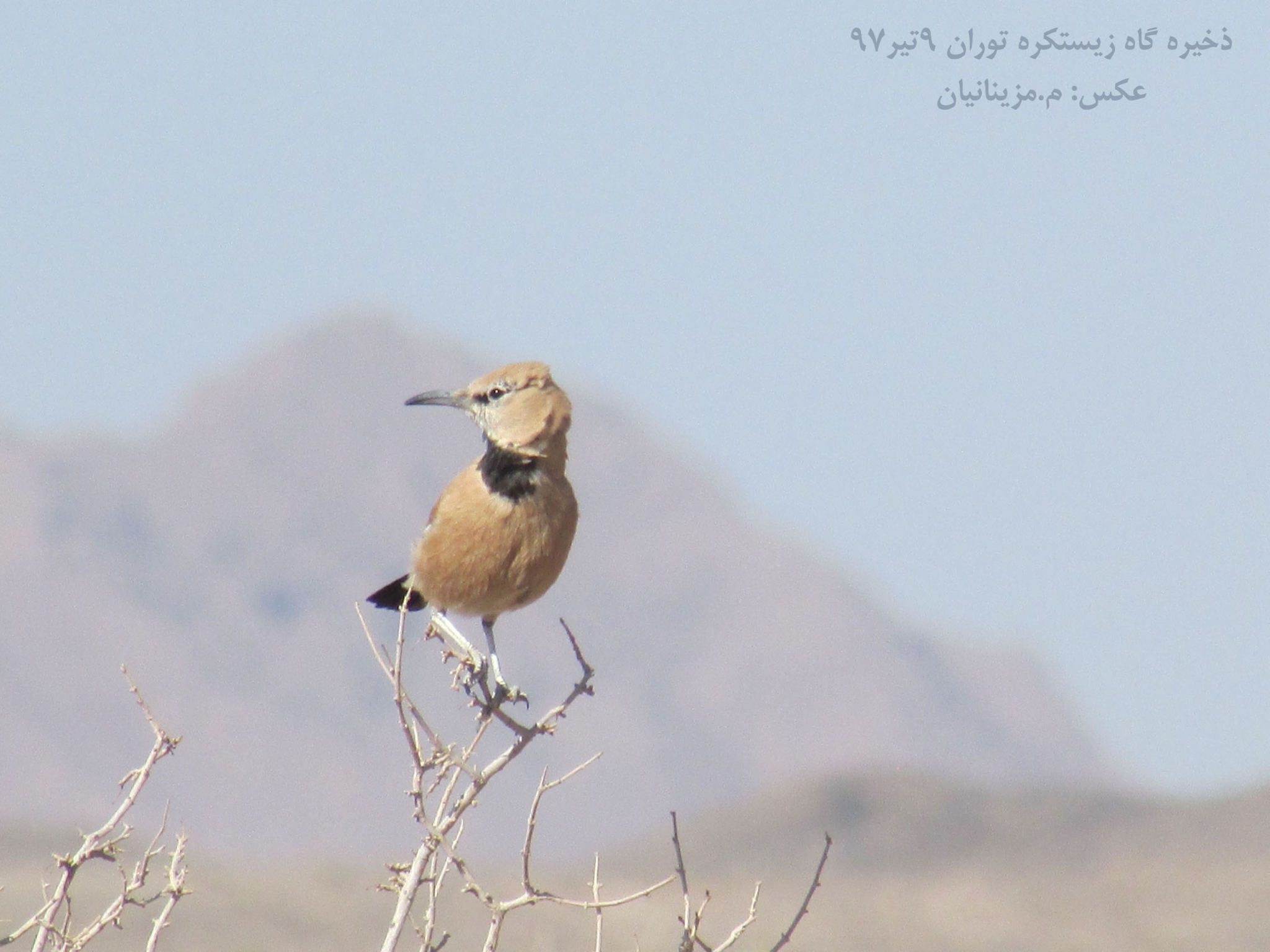 Iranian Ground Jay (Podoces pleskei), photo 10