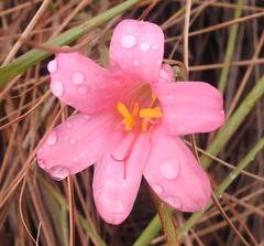 Cyrtanthus galpinii