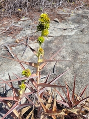 Orthophytum foliosum