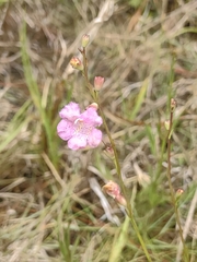 Agalinis maritima