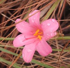 Cyrtanthus galpinii