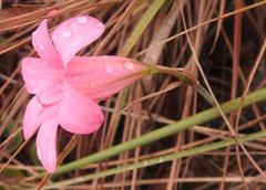 Cyrtanthus galpinii