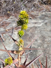Orthophytum foliosum