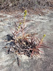 Orthophytum foliosum