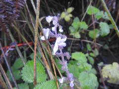 Equilabium laxiflorum