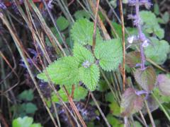 Equilabium laxiflorum