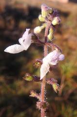 Equilabium laxiflorum