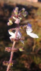 Equilabium laxiflorum