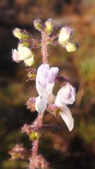 Equilabium laxiflorum