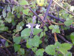 Equilabium laxiflorum