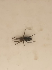 Herpyllinae