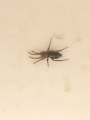 Herpyllinae