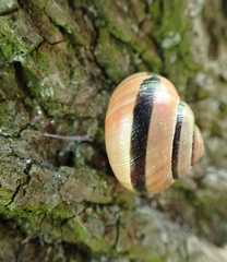 Cepaea nemoralis