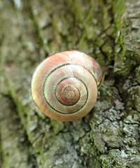Cepaea nemoralis