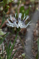 Centaurea napulifera