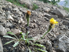 Crepis chrysantha