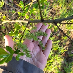 Salix