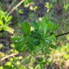 Salix