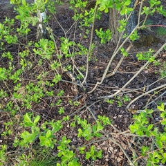 Salix