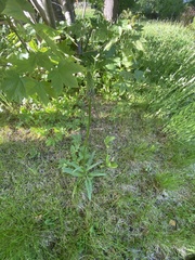 Phyteuma betonicifolium