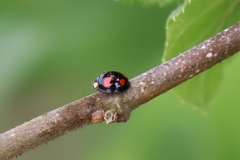 Harmonia axyridis
