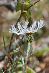 Centaurea napulifera