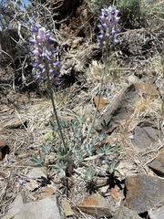 Lupinus magnificus magnificus