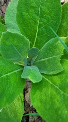 Verbascum thapsus