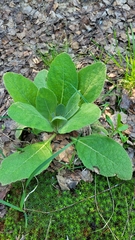 Verbascum thapsus