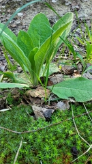 Verbascum thapsus