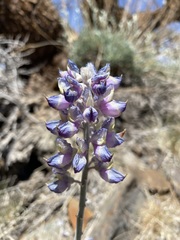 Lupinus magnificus magnificus