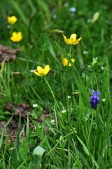 Ranunculus millefoliatus