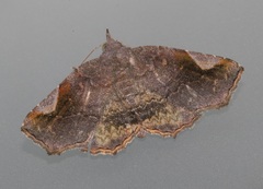 Pangrapta obscurata