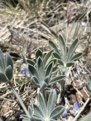 Lupinus magnificus magnificus