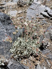 Eriogonum saxatile