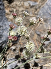 Eriogonum saxatile