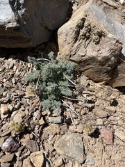 Cymopterus aboriginum