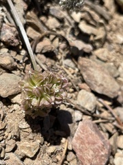 Cymopterus aboriginum