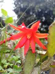 Rhipsalidopsis gaertneri