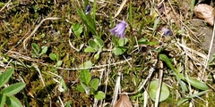 Soldanella pusilla