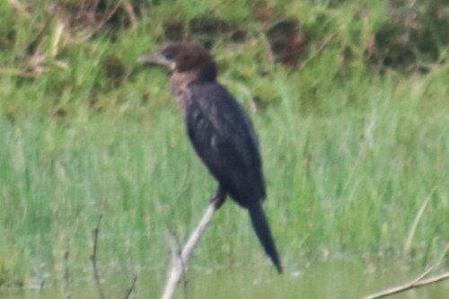 Little Cormorant