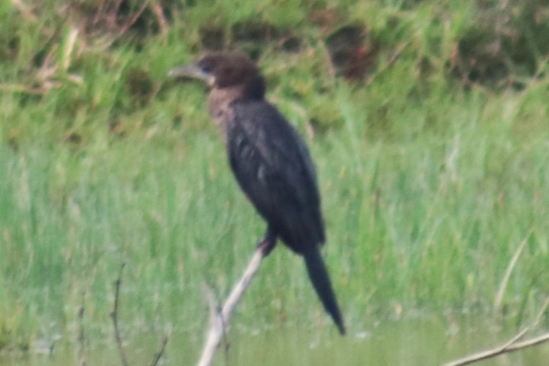 Little Cormorant