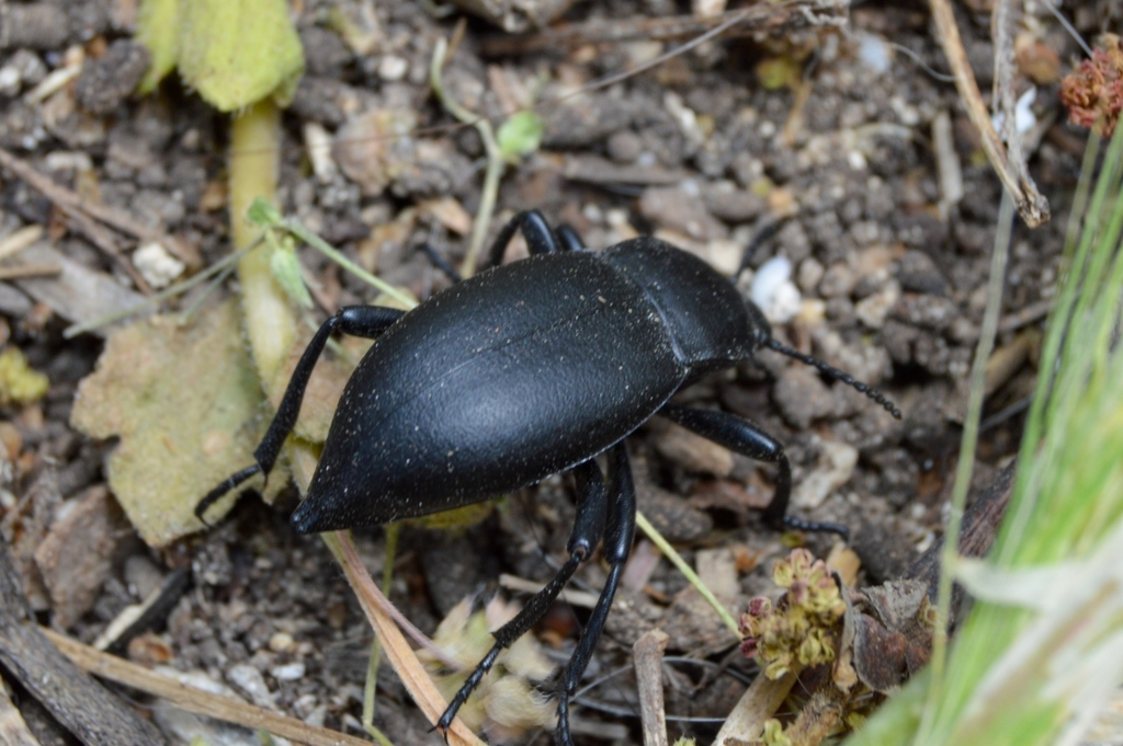 Cellar Beetle