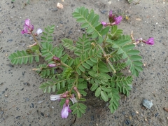 Astragalus longidentatus